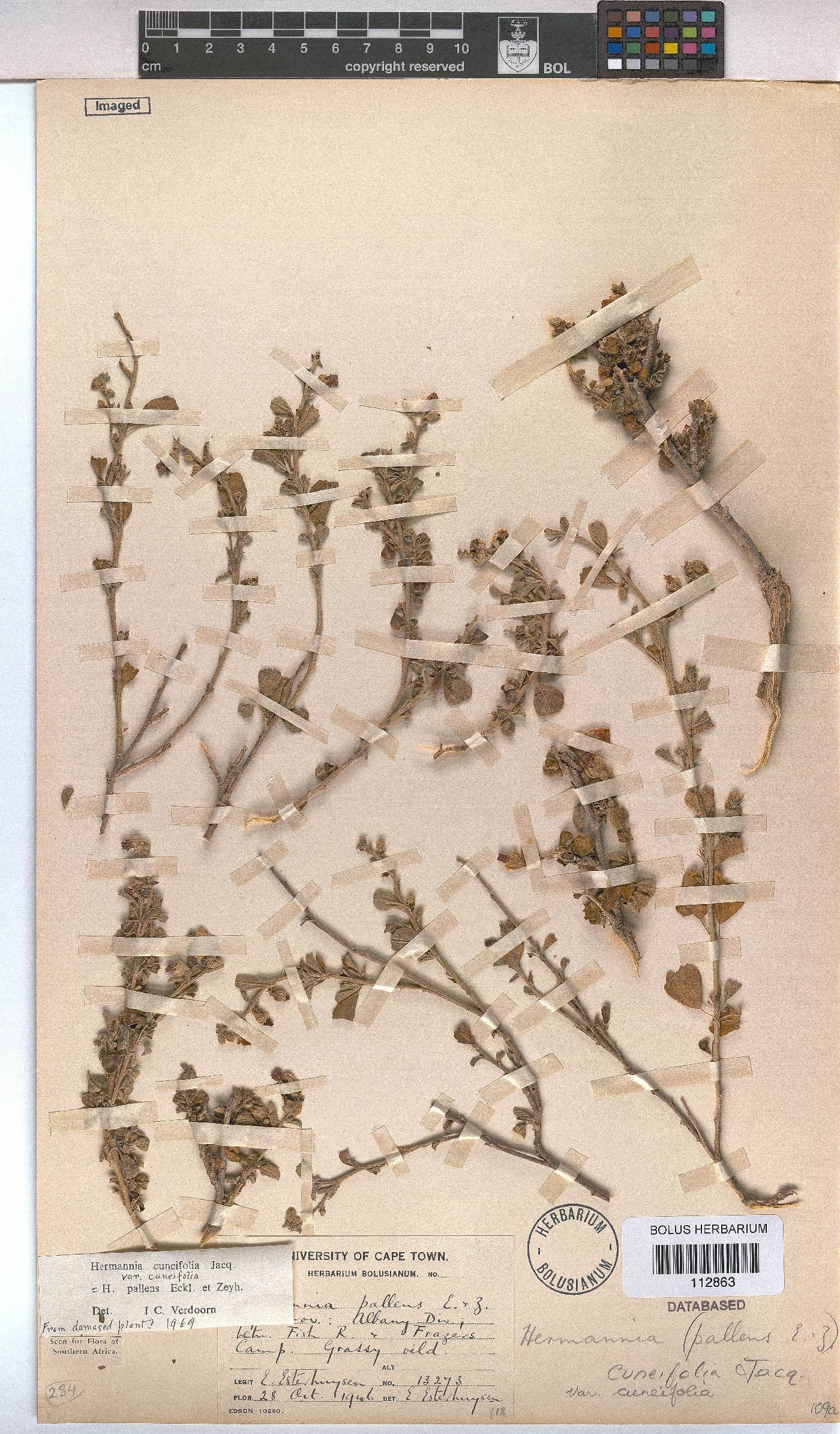 Hermannia cuneifolia var. cuneifolia image