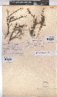 Hermannia desertorum image