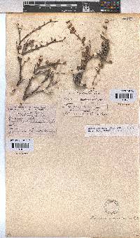 Hermannia desertorum image