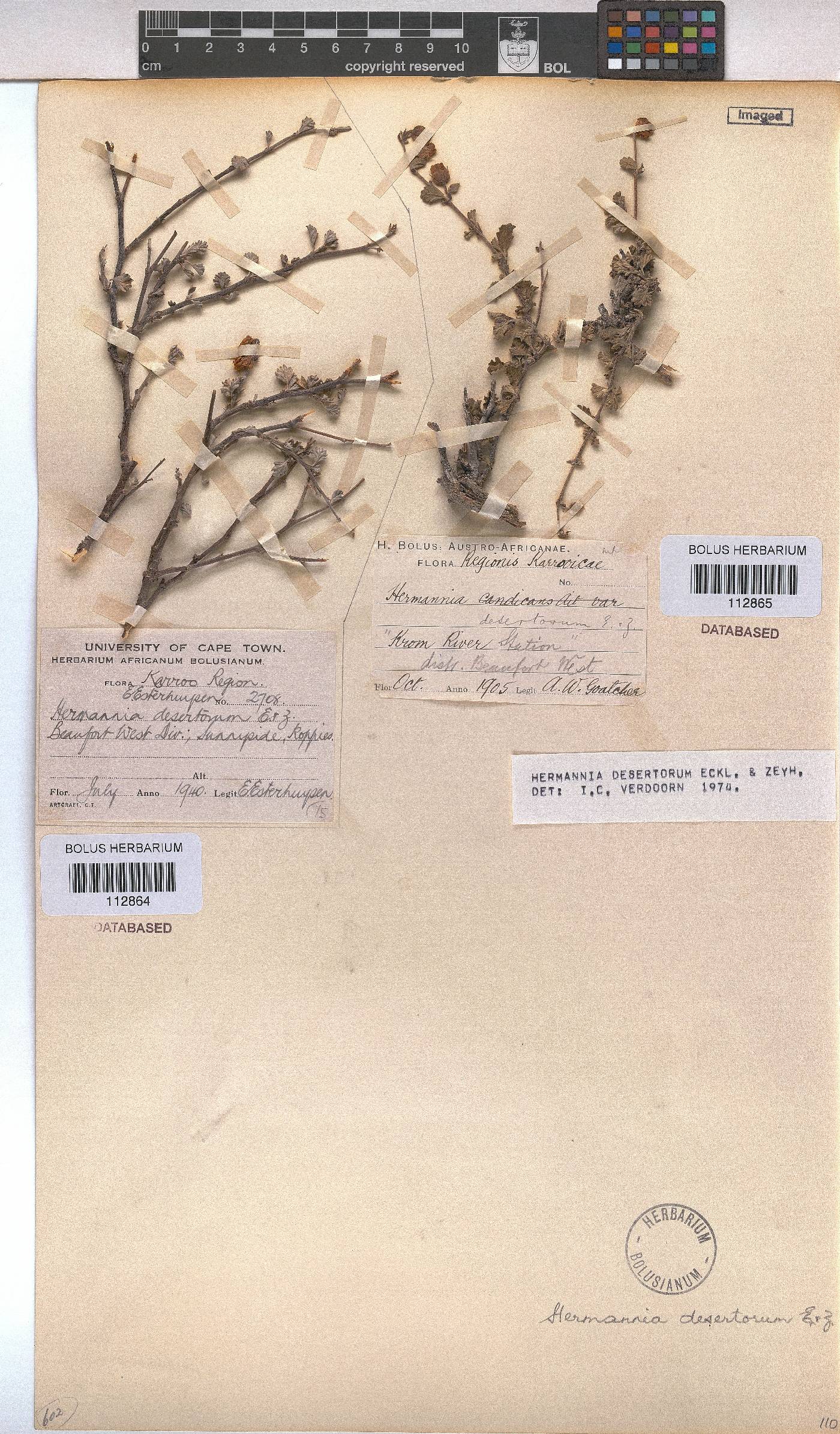 Hermannia desertorum image