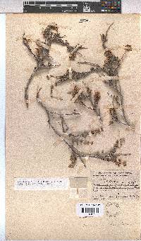 Hermannia desertorum image