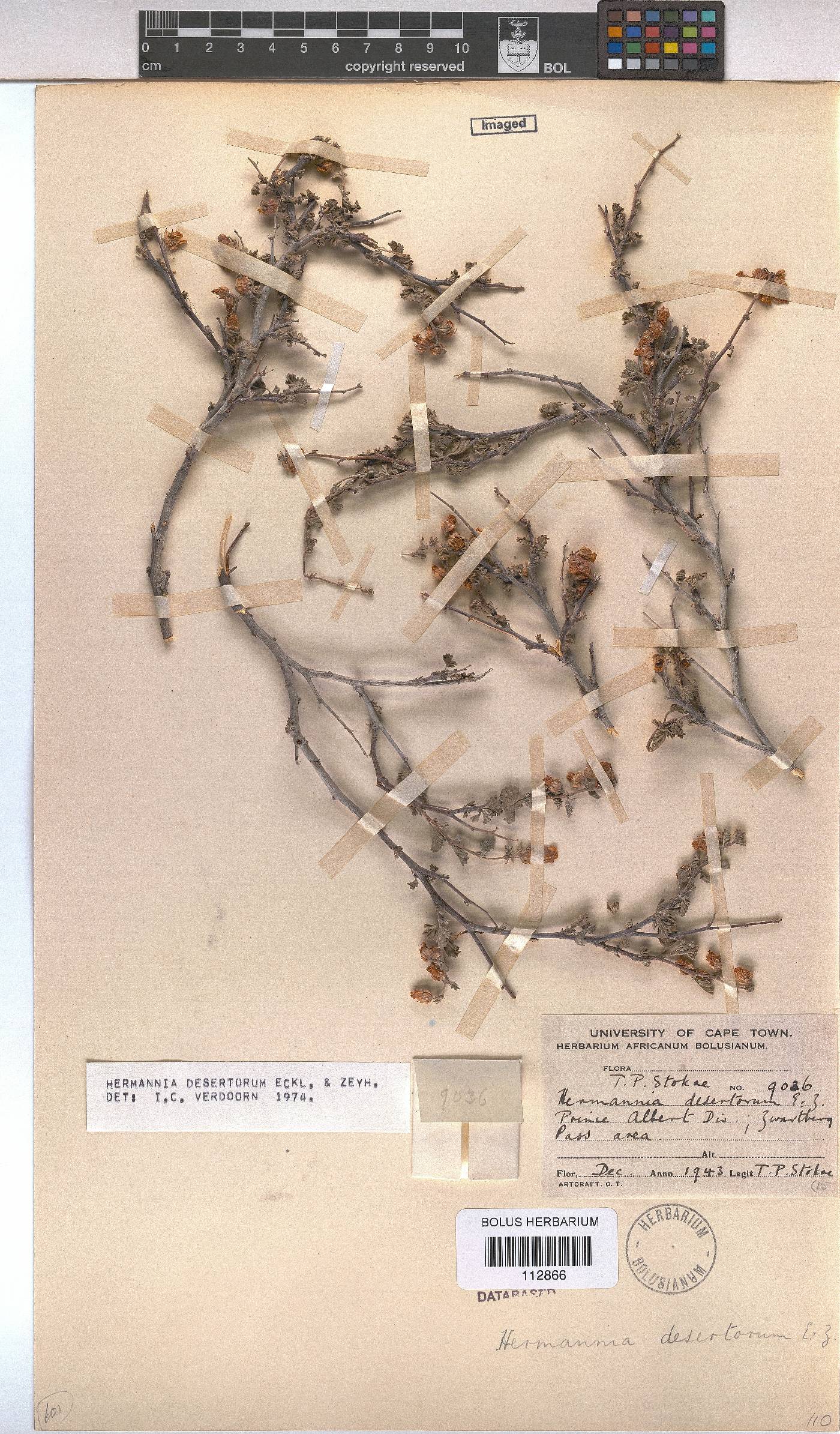 Hermannia desertorum image