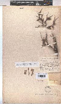 Hermannia desertorum image