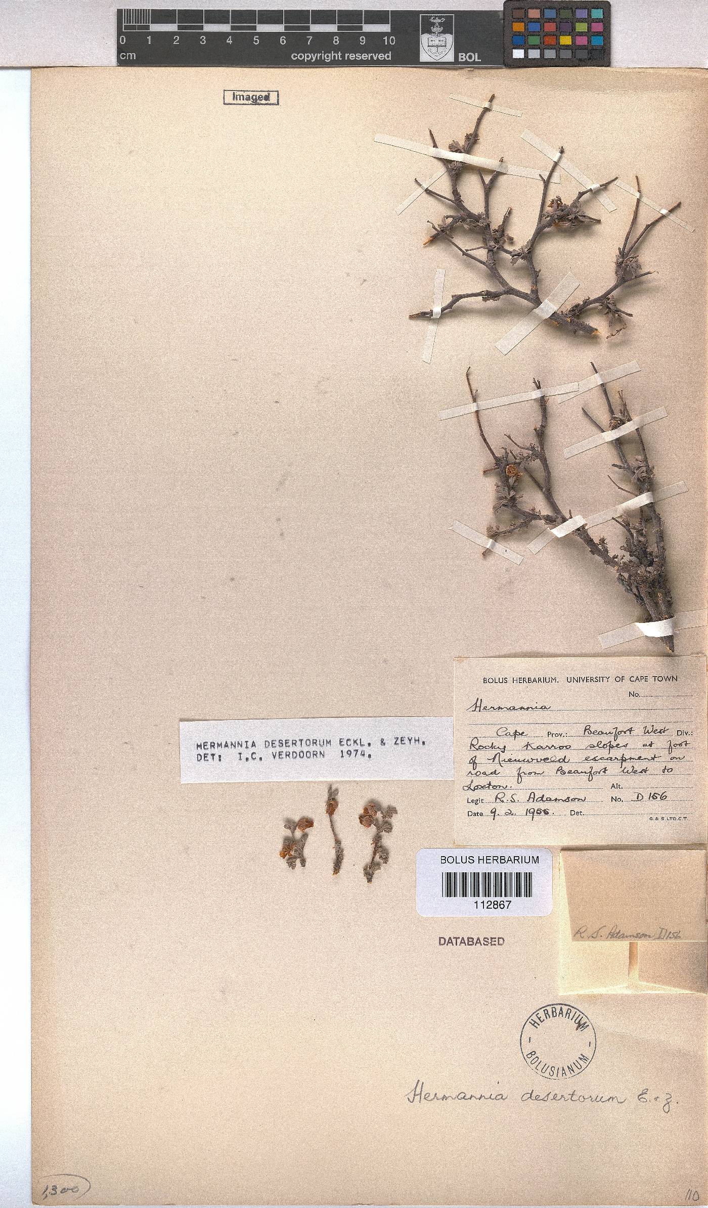 Hermannia desertorum image
