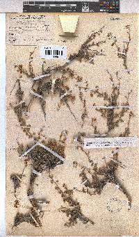 Hermannia desertorum image