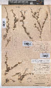 Hermannia desertorum image