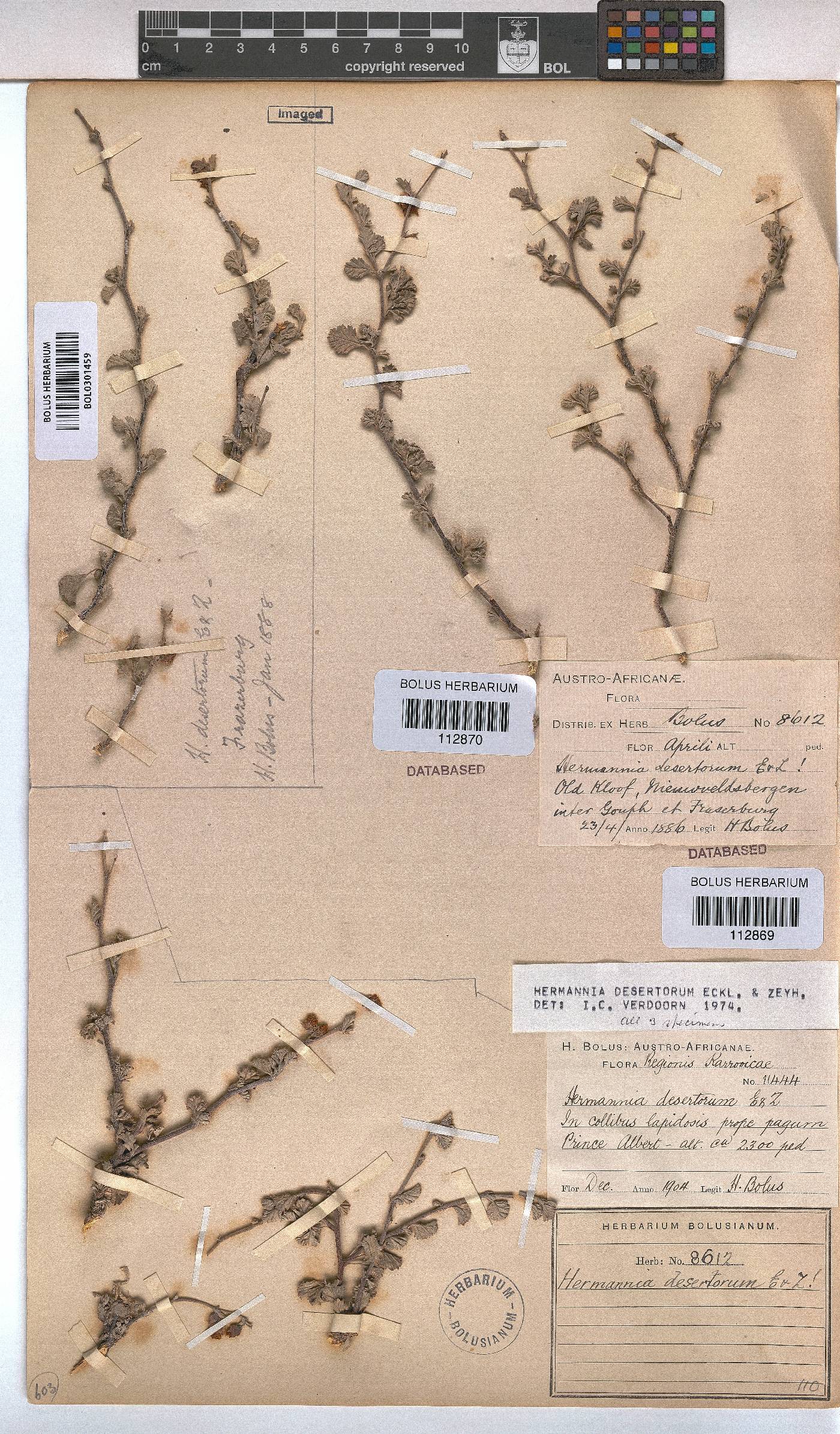 Hermannia desertorum image