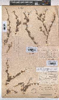 Hermannia desertorum image