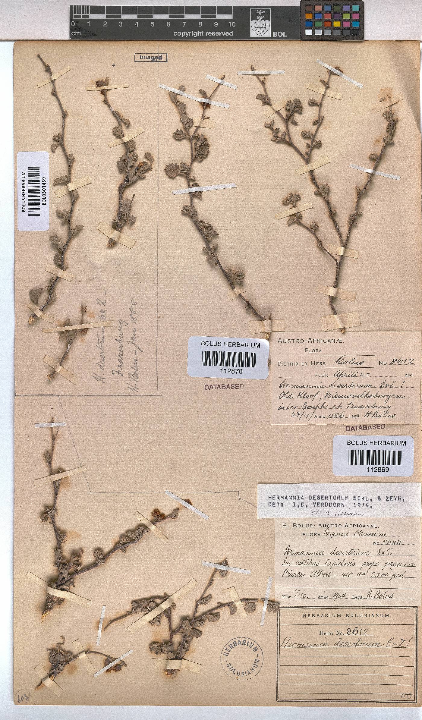 Hermannia desertorum image