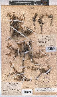Hermannia desertorum image