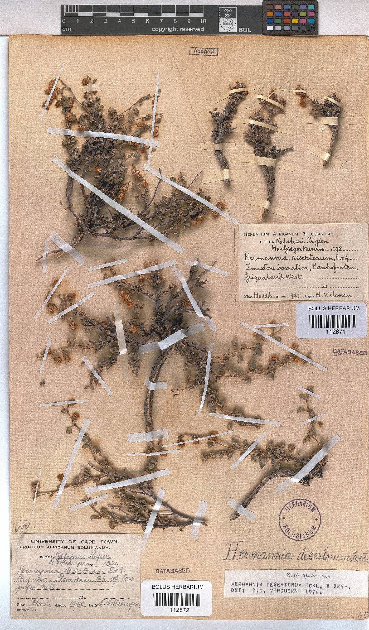 Hermannia desertorum image
