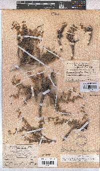 Hermannia desertorum image