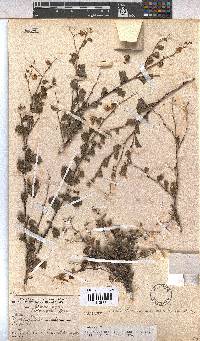 Hermannia desertorum image