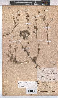 Hermannia pfeilii image