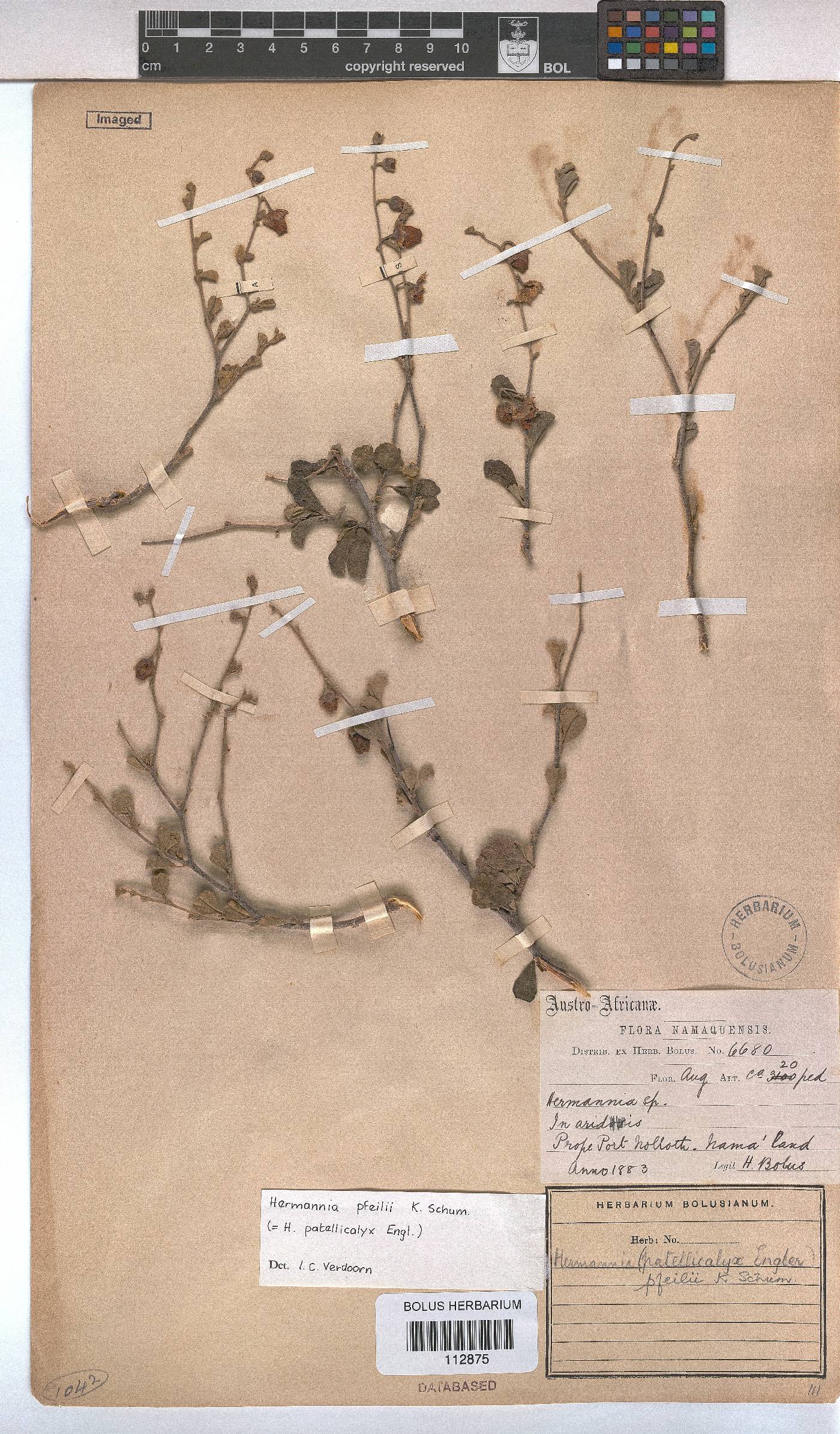 Hermannia pfeilii image