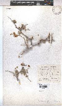Hermannia pfeilii image