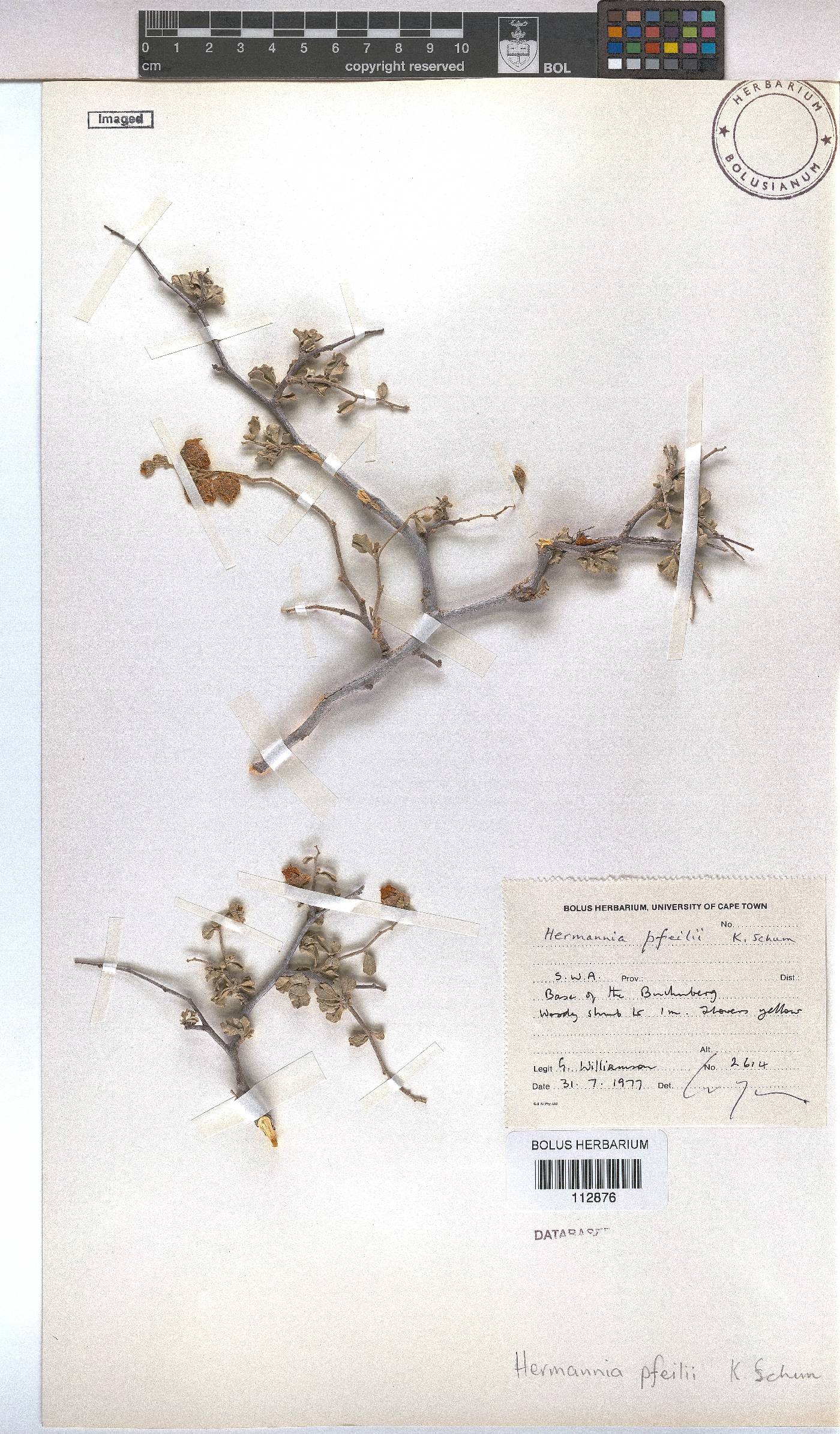 Hermannia pfeilii image