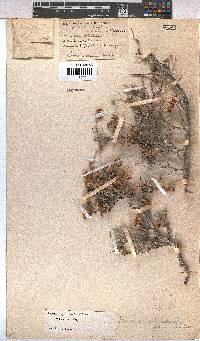 Hermannia pfeilii image