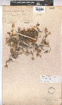 Hermannia pfeilii image