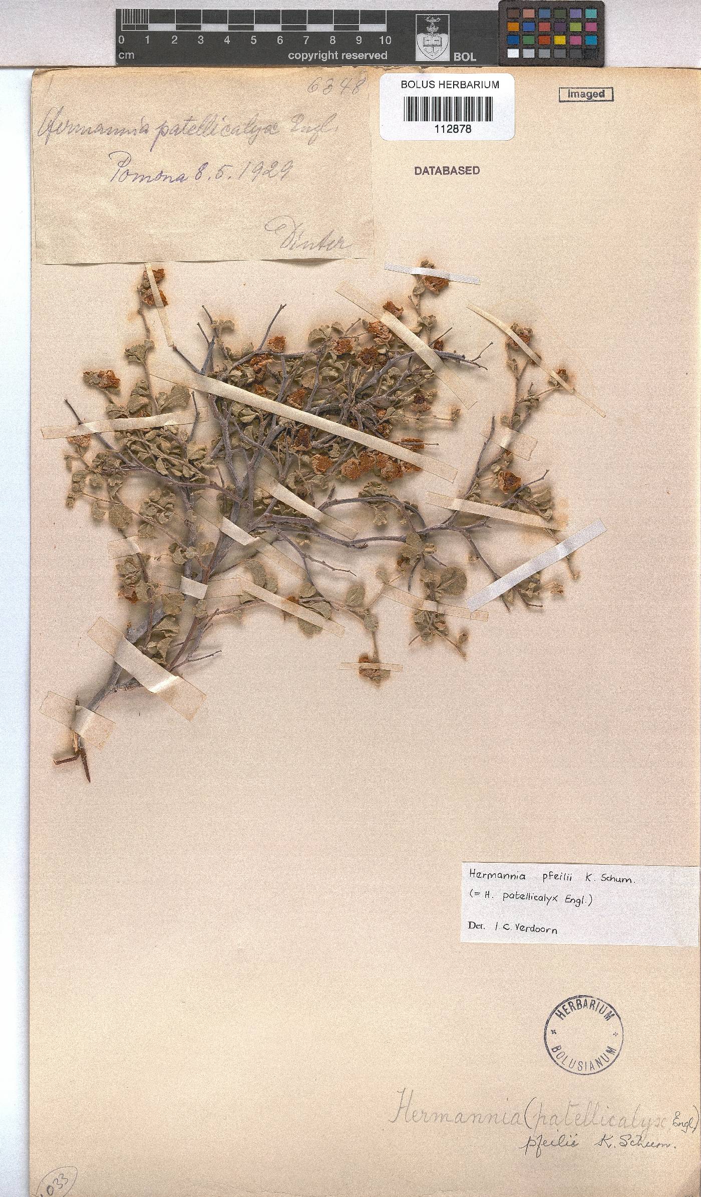 Hermannia pfeilii image