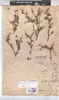 Hermannia pfeilii image