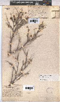 Hermannia pfeilii image