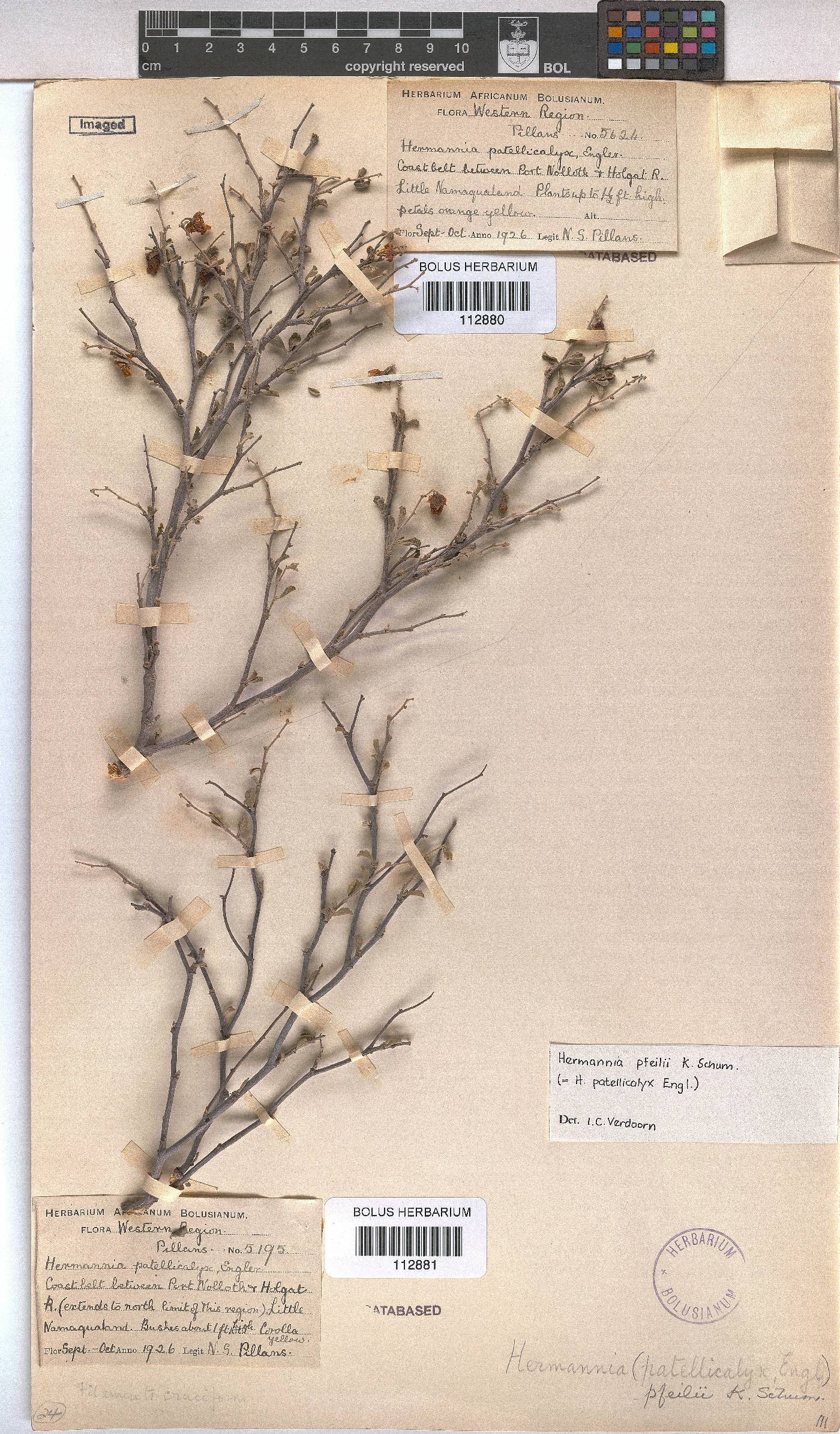 Hermannia pfeilii image