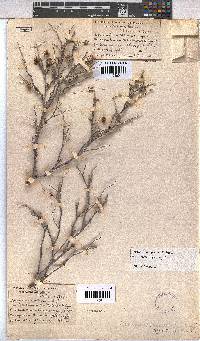 Hermannia pfeilii image