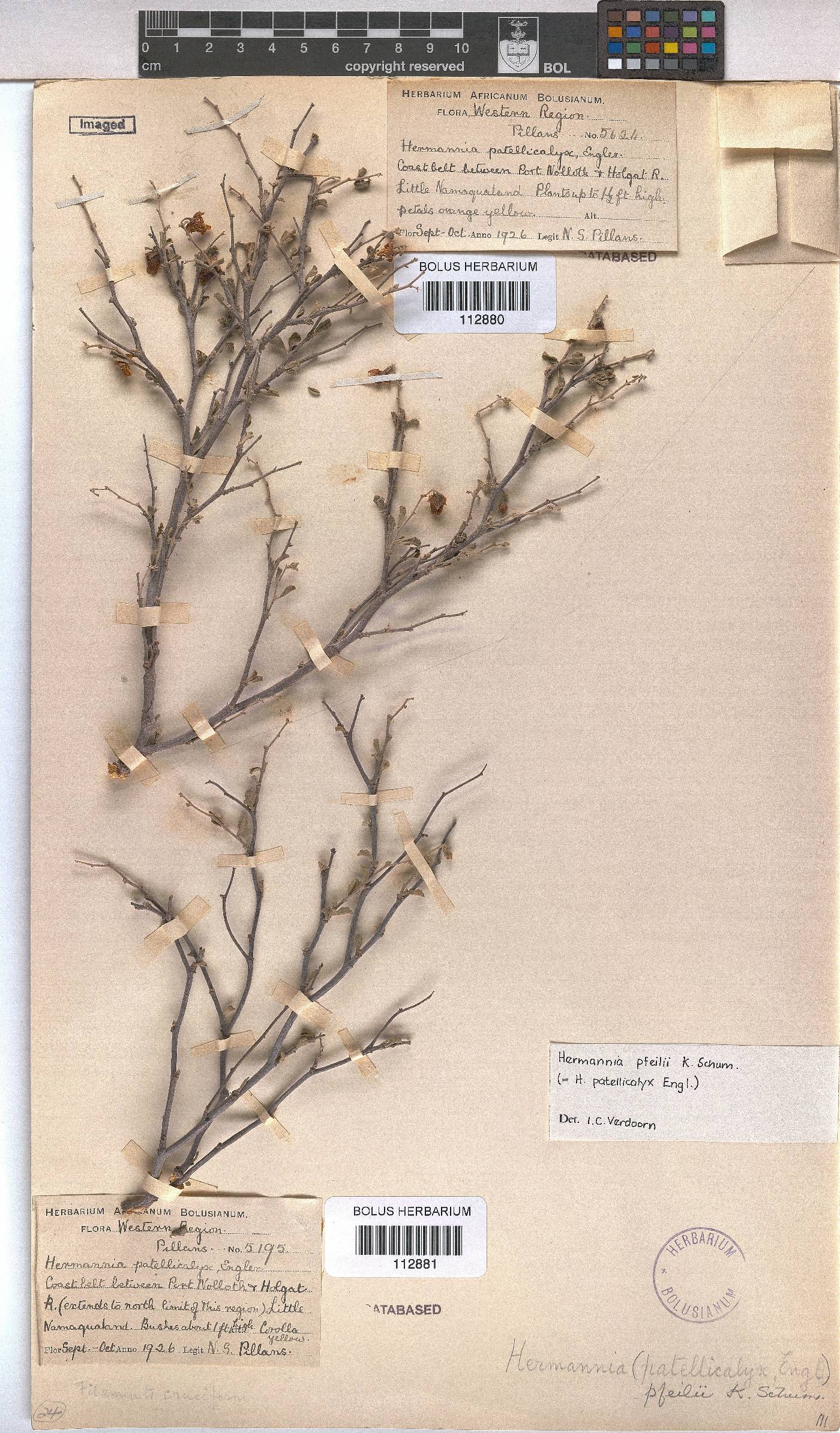 Hermannia pfeilii image