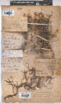 Hermannia pfeilii image