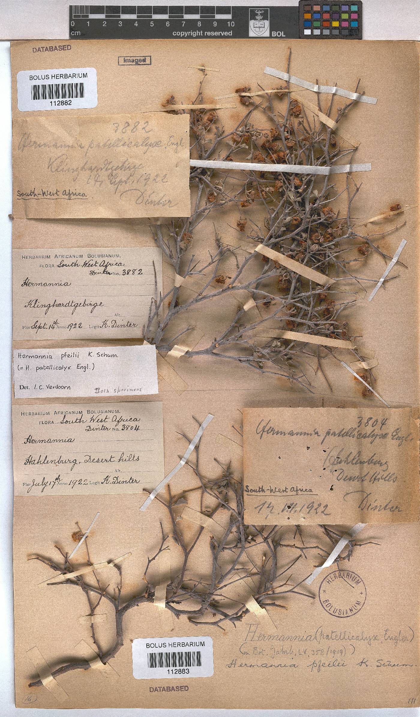 Hermannia pfeilii image
