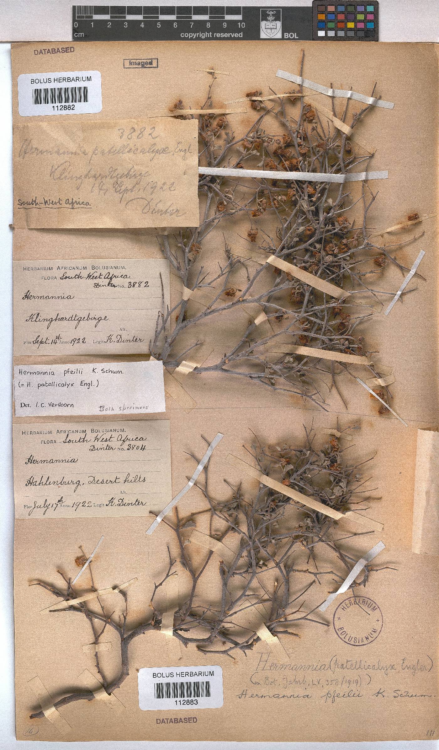 Hermannia pfeilii image