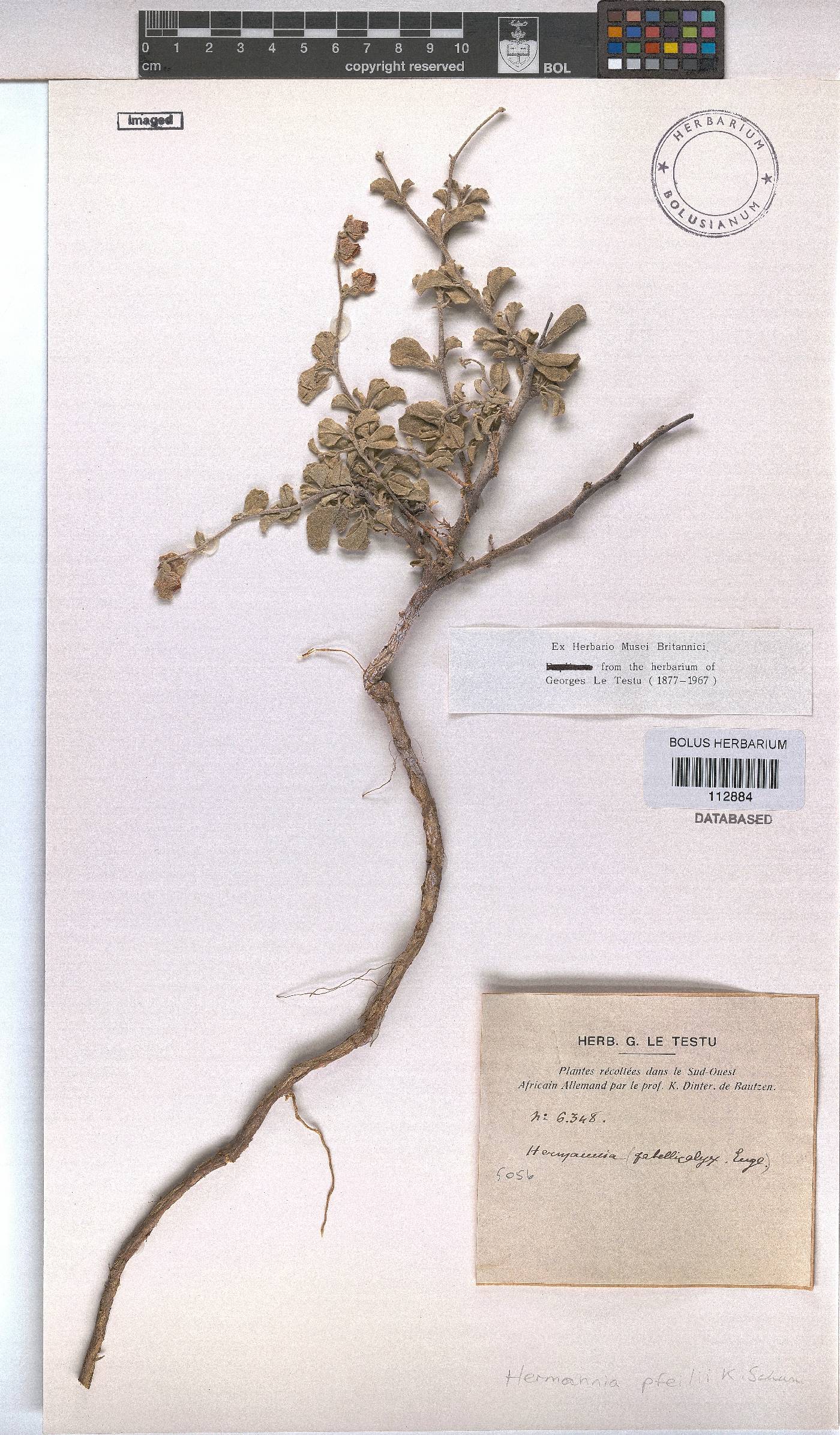 Hermannia pfeilii image
