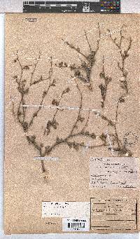 Hermannia pfeilii image