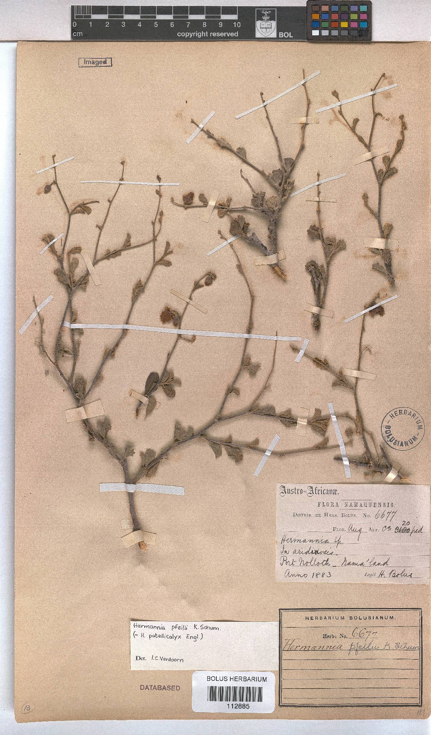 Hermannia pfeilii image
