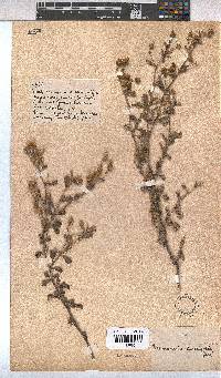 Image of Hermannia multiflora