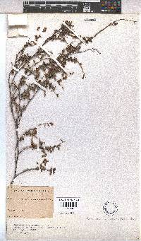 Hermannia multiflora image