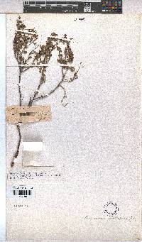 Hermannia multiflora image