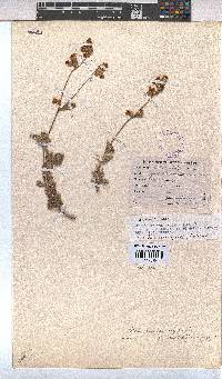 Hermannia multiflora image