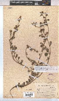 Hermannia multiflora image