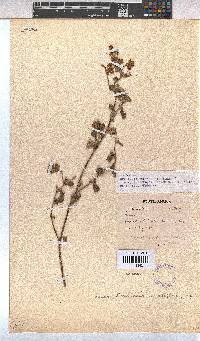 Hermannia multiflora image