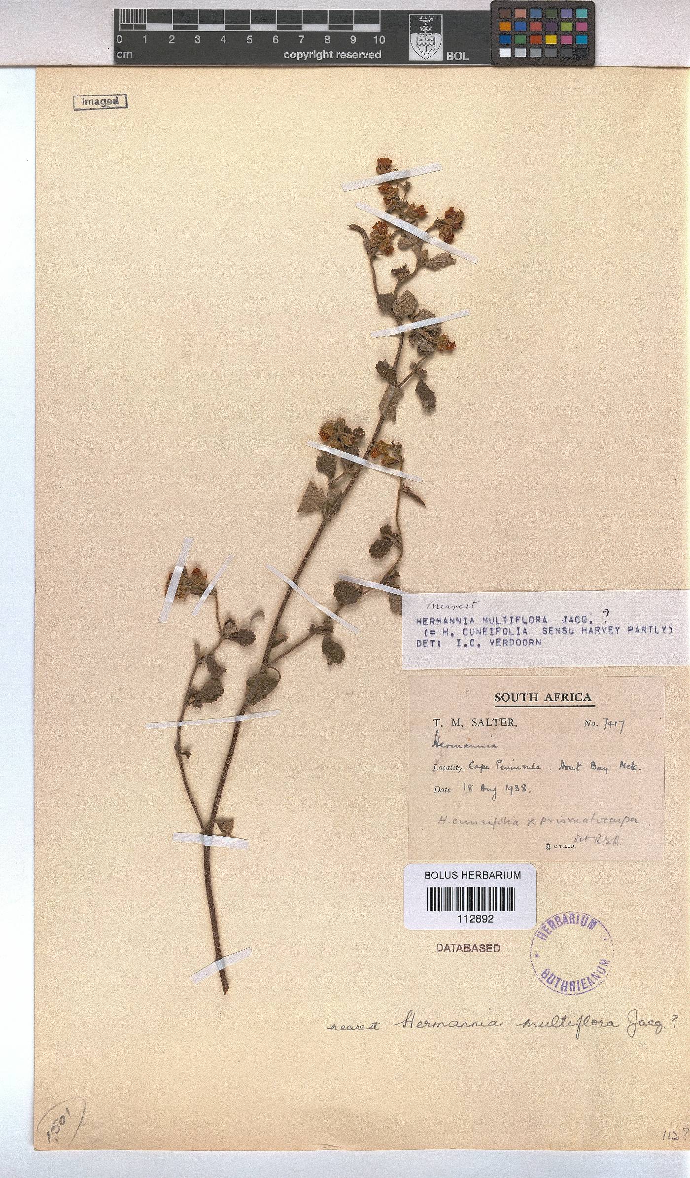 Hermannia multiflora image