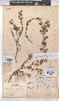 Hermannia multiflora image