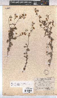 Hermannia multiflora image