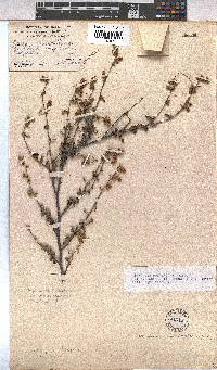 Hermannia multiflora image
