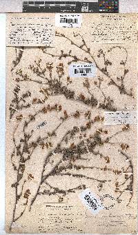 Hermannia multiflora image