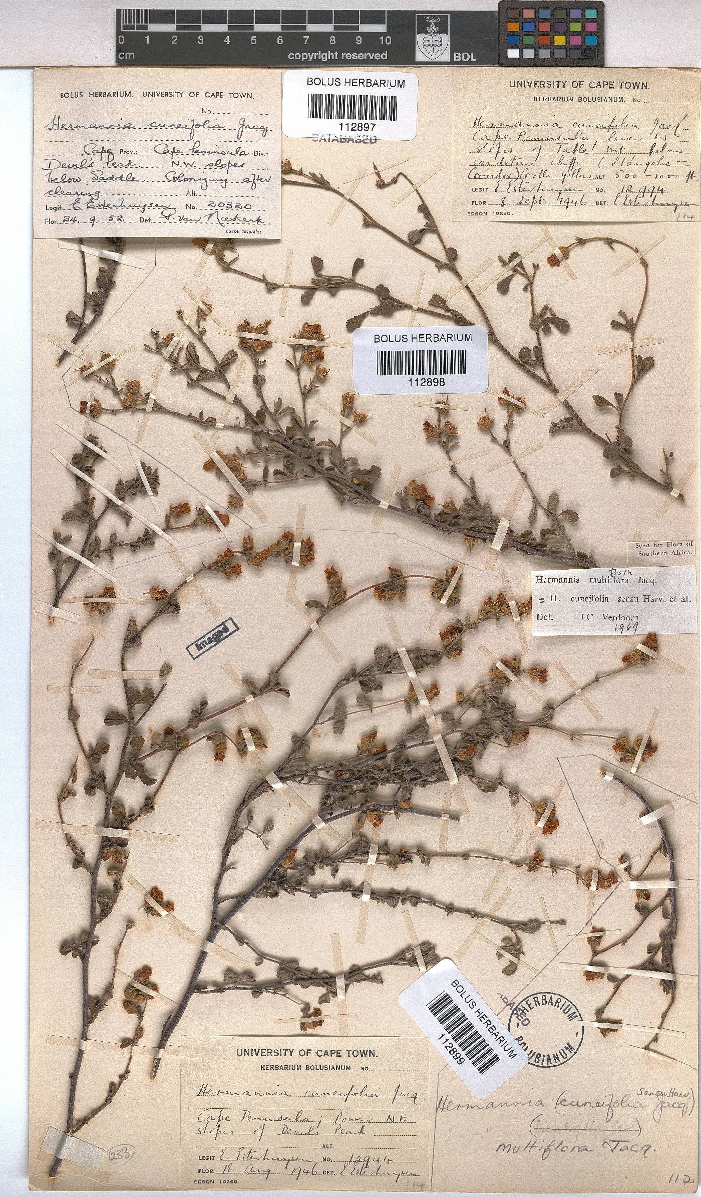 Hermannia multiflora image