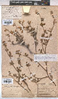 Hermannia multiflora image