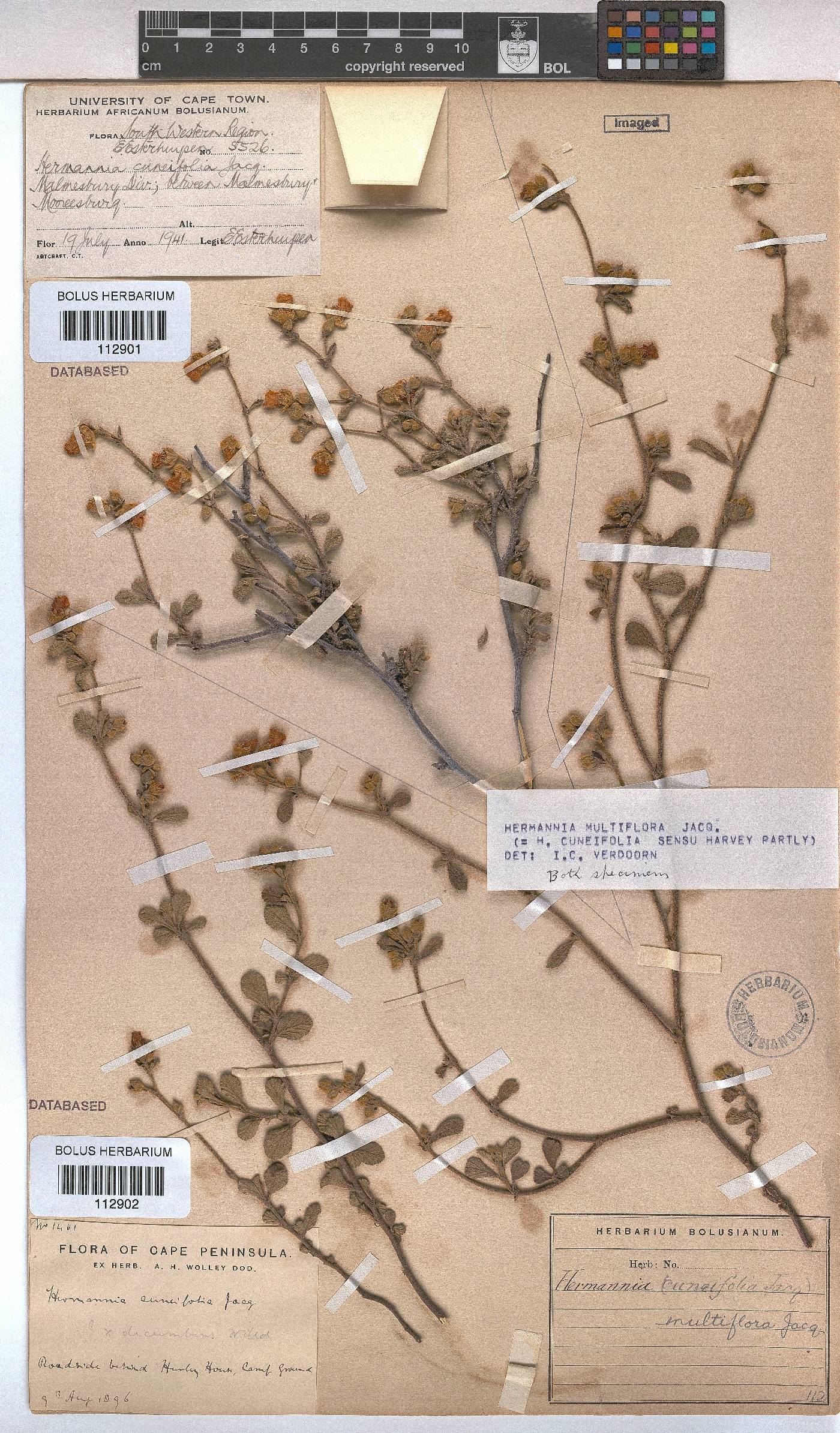 Hermannia multiflora image