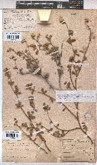 Hermannia multiflora image